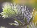 distel