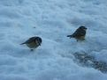 birds in the snow