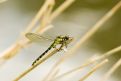 Black and yellow dragonfly