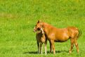 Mare and foal