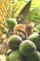 squirrel in a coconuttree