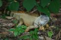 iguana