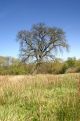 tree in the field