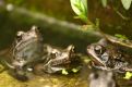three frogs