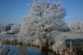 ice on the tree