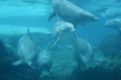 underwater dolphins