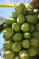 coconuts on the tree