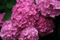 Pink Hortensia