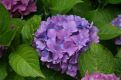 Blue Hortensia