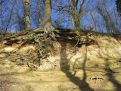 tree roots
