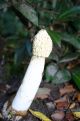 ink cap, mushroom