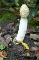 ink cap, mushroom