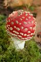 red and white fungus