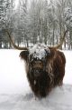 Highlander with snow