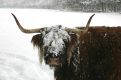 Highlander with snow