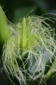 corn flower