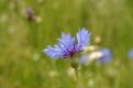 blue cornflower