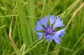 blue cornflower