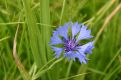 blue cornflower