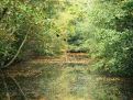 beautifal place in the woods