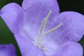 Purple flower