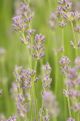 Lavender stems