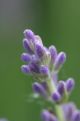 Lavender buds