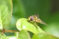 Standing on the leaf