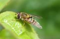 Sitting on a leaf