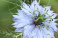 Pale blue
