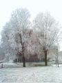 Snow Trees