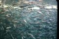 How much is the fish