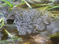 Frogs and eggs