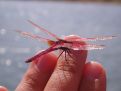 Dragonfly on my fingers