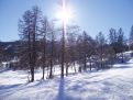 Trees in the snow