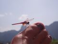 Drongonfly on my big toe