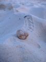 lony crab