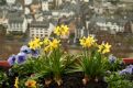 Flowers over the city