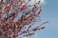 Pink blossom tree