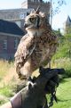 Eagle Owl