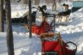 Sled and dogs