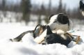 Dogs in the snow