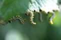 Caterpillar curl up