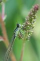 Flowers and dragonfly