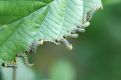 In line of a leaf