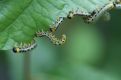 Caterpillar on a leaf