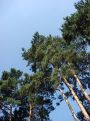 Pine trees