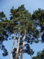 Towering pines