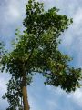 Tree against the sky