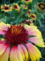 Field of bloom